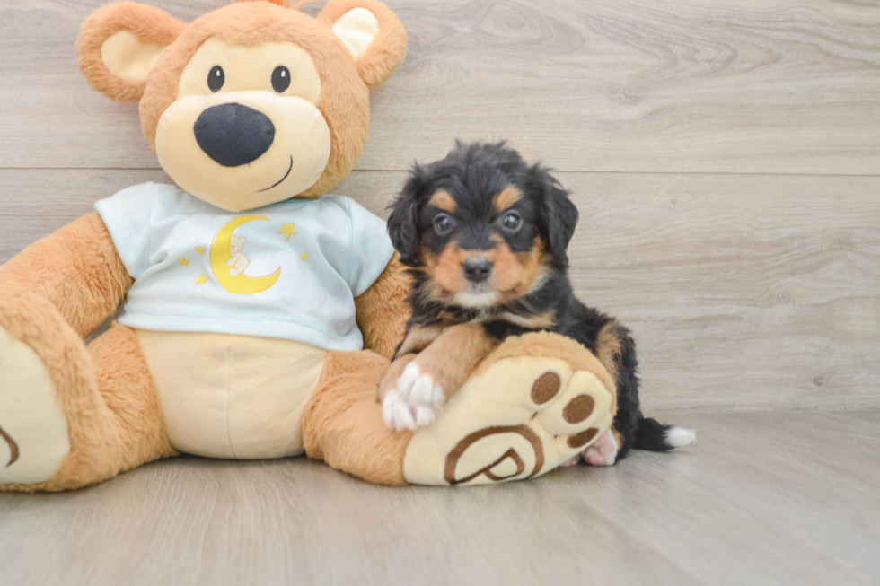 Mini Bernedoodle Pup Being Cute