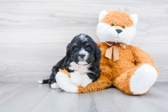 Best Mini Bernedoodle Baby