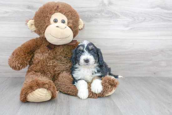 Mini Bernedoodle Puppy for Adoption