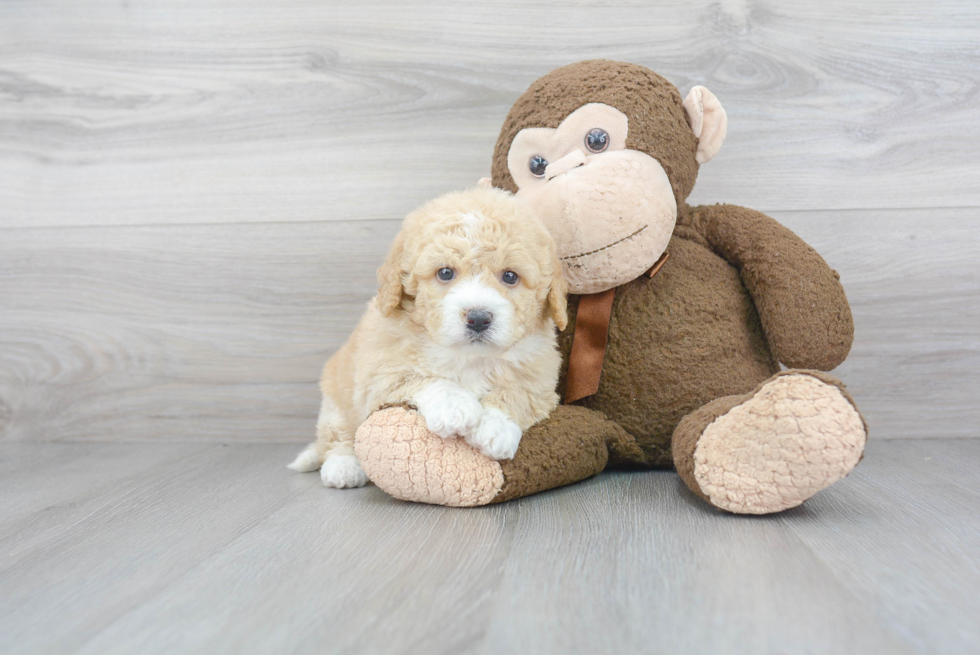 Little Mini Berniedoodle Poodle Mix Puppy