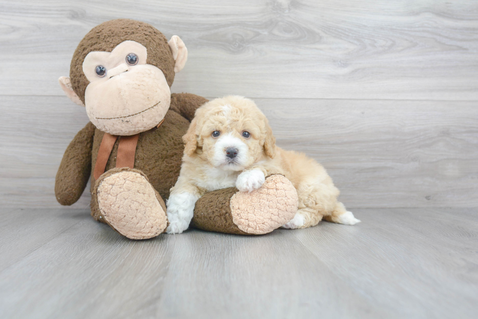 Popular Mini Bernedoodle Poodle Mix Pup