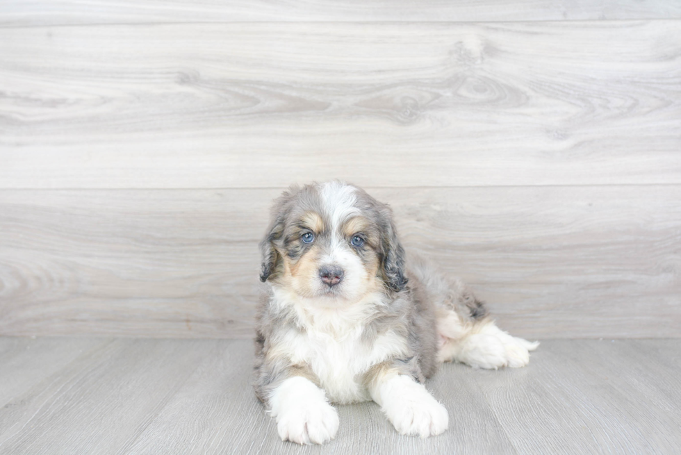 Playful Mini Berniedoodle Poodle Mix Puppy