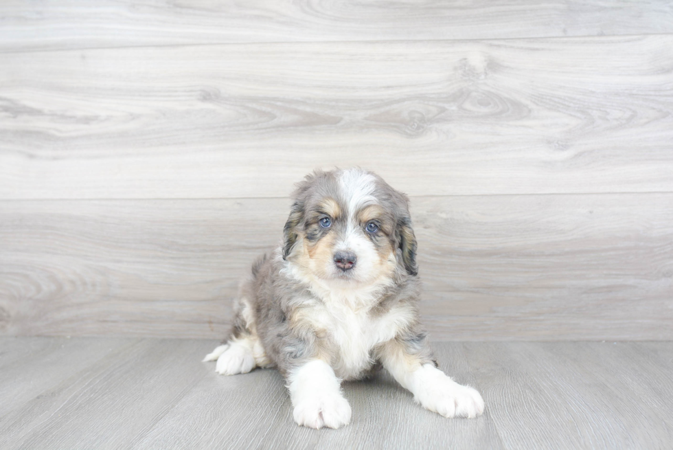 Mini Bernedoodle Pup Being Cute