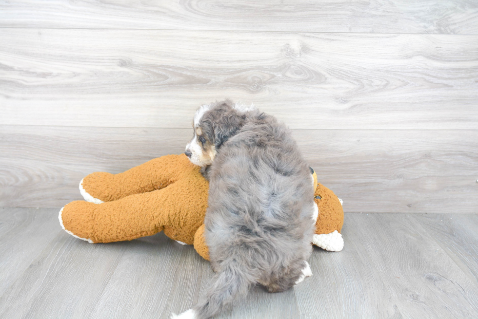 Adorable Mini Berniedoodle Poodle Mix Puppy