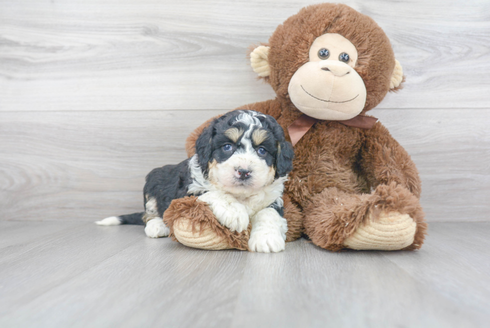 Small Mini Bernedoodle Baby