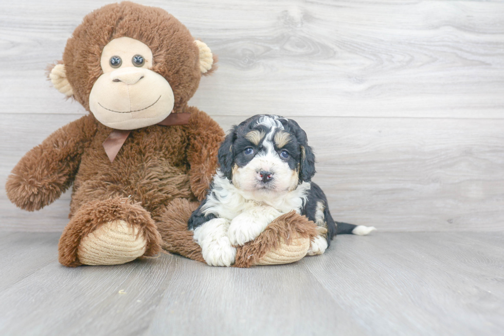 Best Mini Bernedoodle Baby