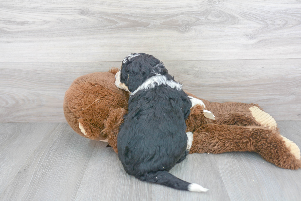 Best Mini Bernedoodle Baby