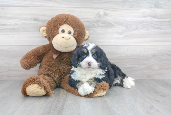 Cute Mini Bernedoodle Baby