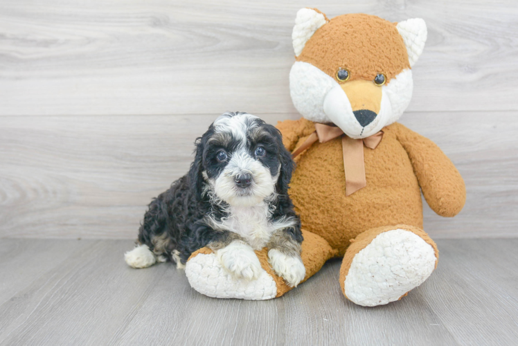 Happy Mini Bernedoodle Baby