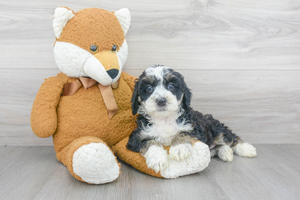 Little Bernadoodle Poodle Mix Puppy