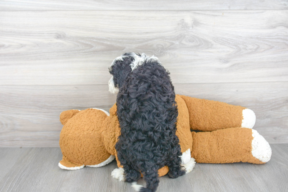 Cute Mini Bernedoodle Baby