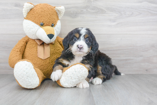 Best Mini Bernedoodle Baby