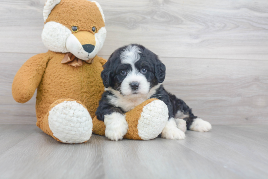 Best Mini Bernedoodle Baby