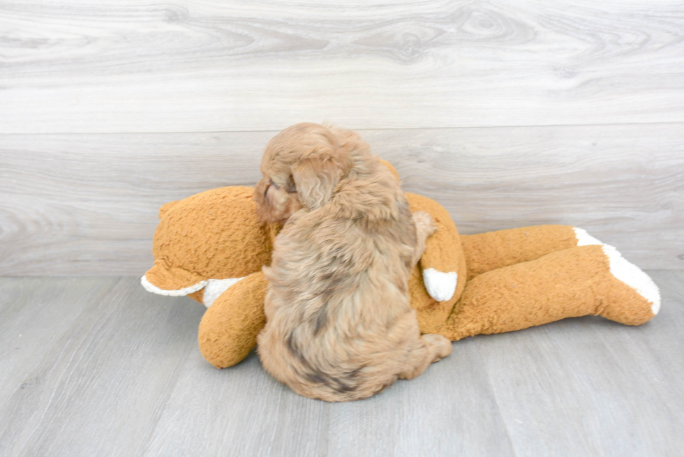 Happy Mini Bernedoodle Baby