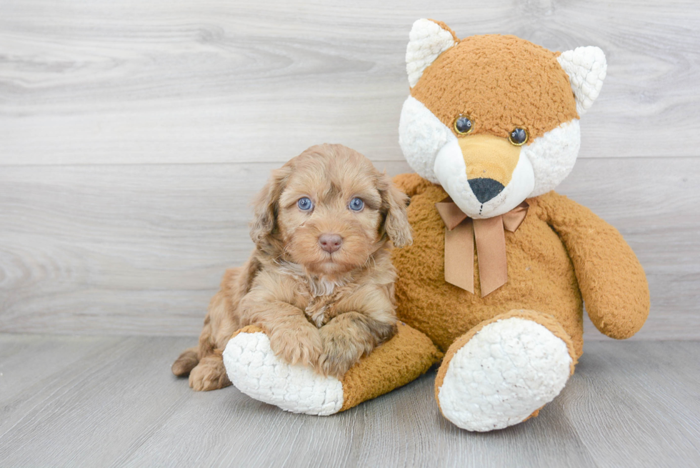 Mini Bernedoodle Puppy for Adoption