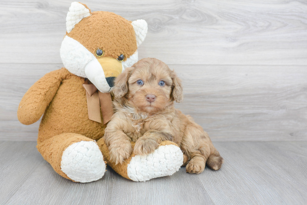 Hypoallergenic Mini Berniedoodle Poodle Mix Puppy