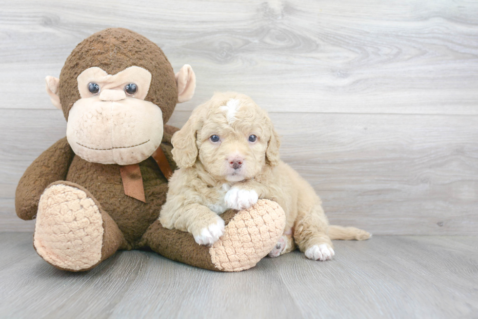 Mini Bernedoodle Pup Being Cute