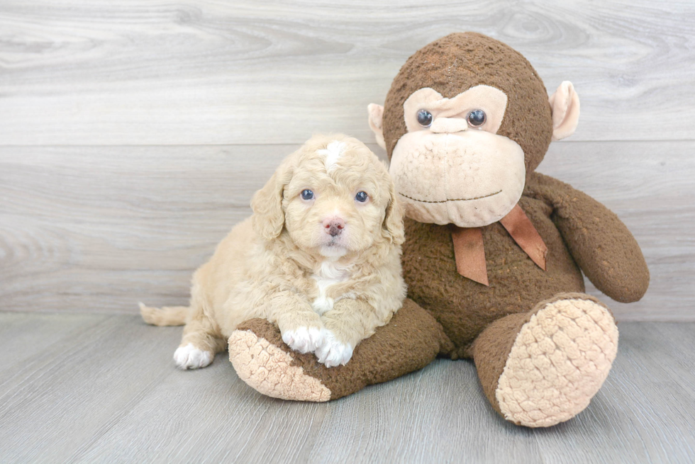 Small Mini Bernedoodle Baby