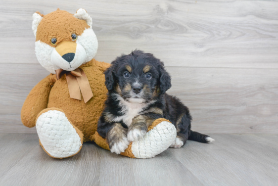 Small Mini Bernedoodle Baby