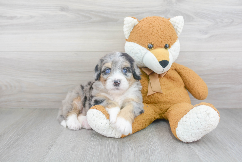 Best Mini Bernedoodle Baby