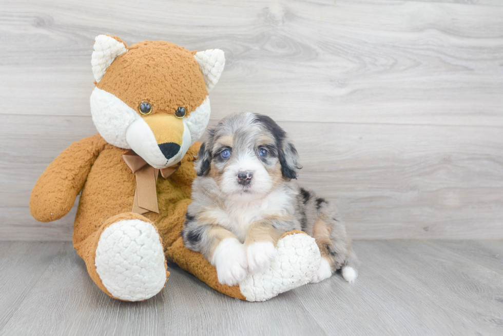 Mini Bernedoodle Puppy for Adoption