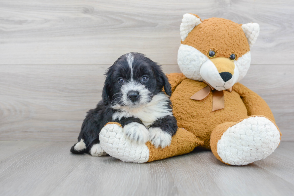 Friendly Mini Bernedoodle Baby