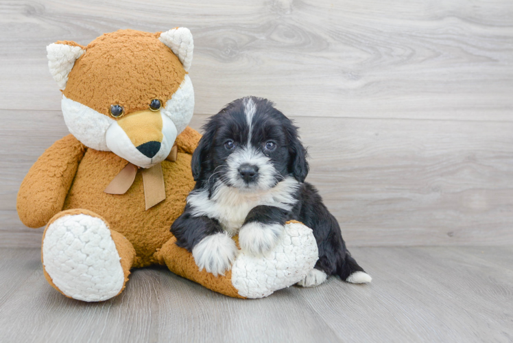 Mini Bernedoodle Puppy for Adoption