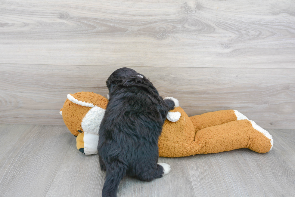 Mini Bernedoodle Pup Being Cute