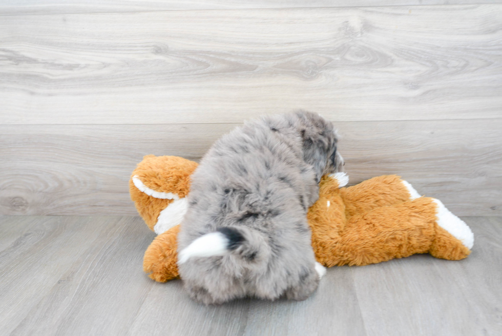 Mini Bernedoodle Pup Being Cute