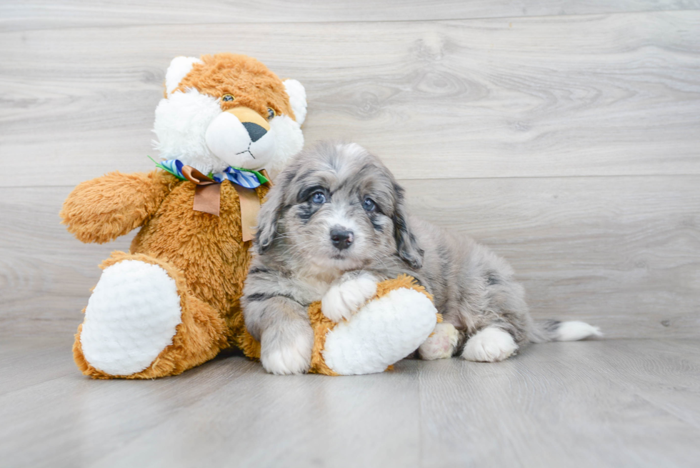 Energetic Mini Berniedoodle Poodle Mix Puppy