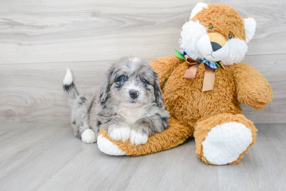 Happy Mini Bernedoodle Baby