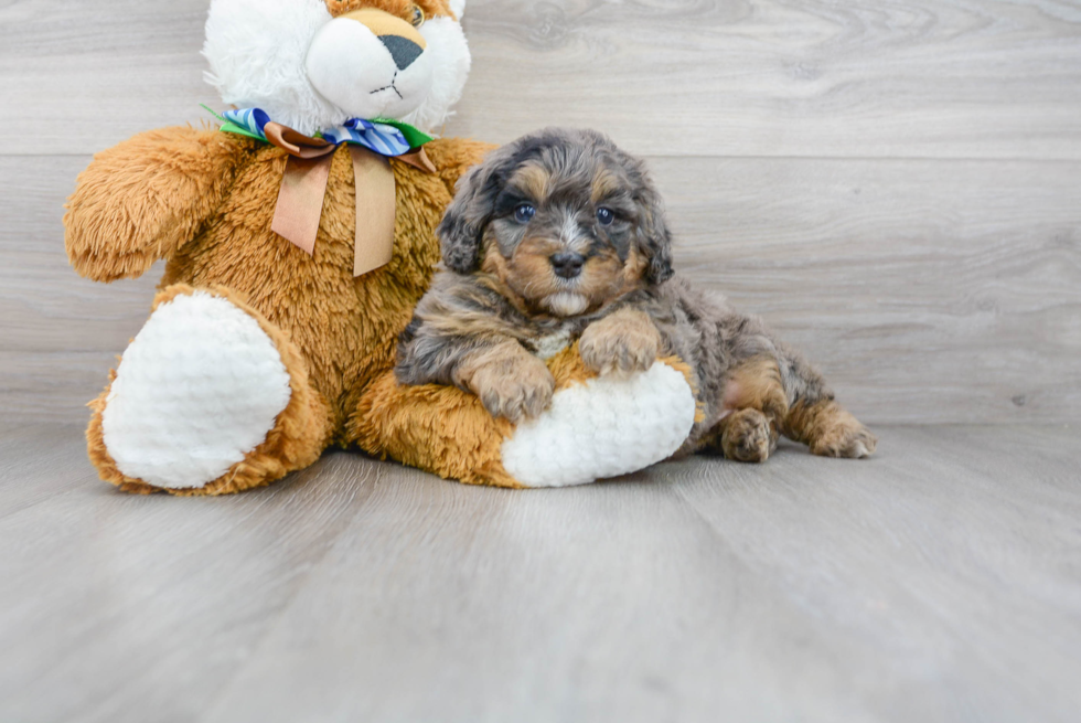 Mini Bernedoodle Pup Being Cute