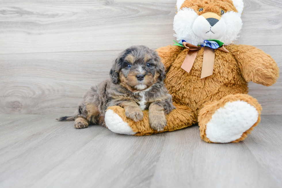 Mini Bernedoodle Pup Being Cute