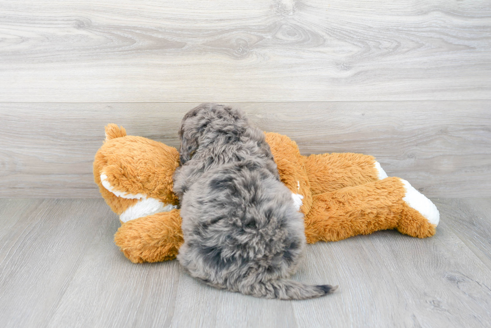 Adorable Mini Berniedoodle Poodle Mix Puppy