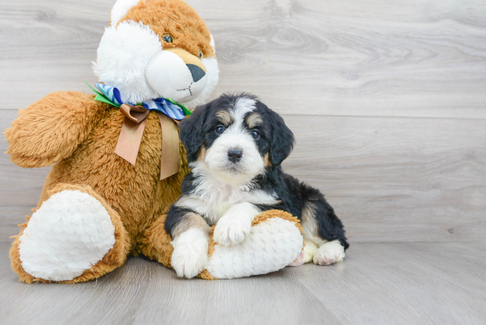 Happy Mini Bernedoodle Baby