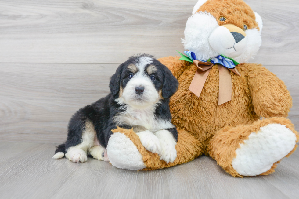 Funny Mini Bernedoodle Poodle Mix Pup