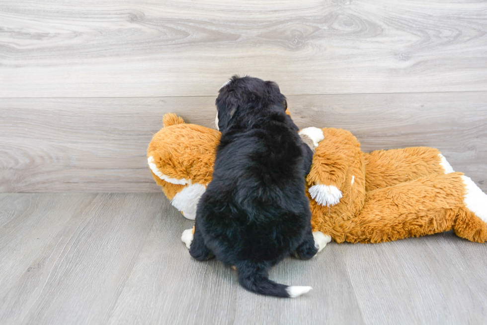 Little Bernadoodle Poodle Mix Puppy