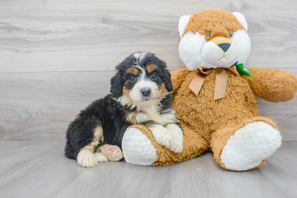 Mini Bernedoodle Puppy for Adoption