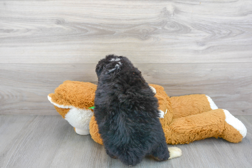 Best Mini Bernedoodle Baby