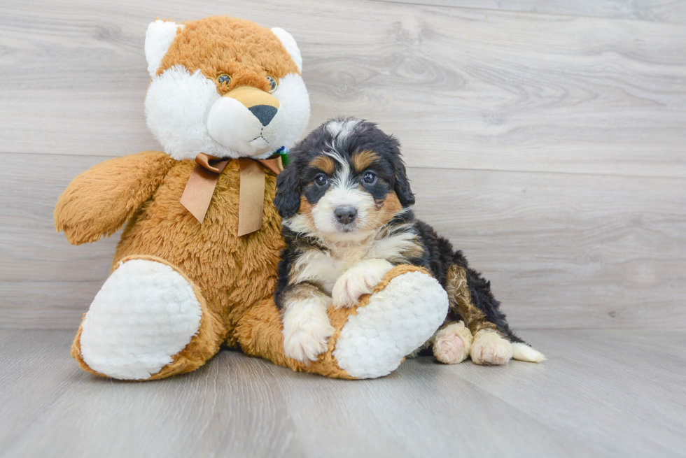 Mini Bernedoodle Puppy for Adoption