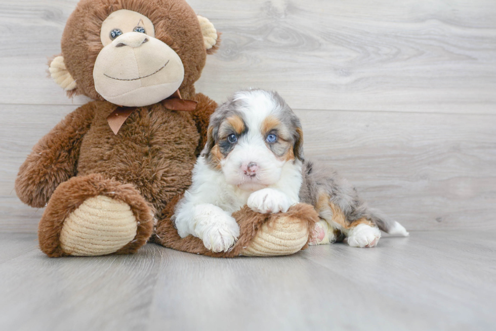 Mini Bernedoodle Puppy for Adoption