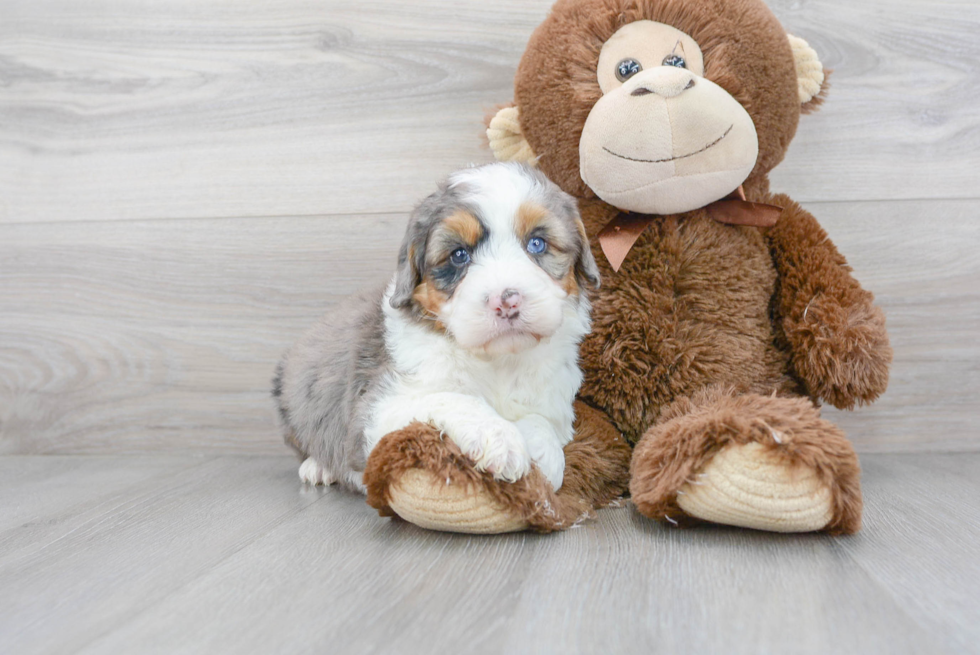 Small Mini Bernedoodle Baby