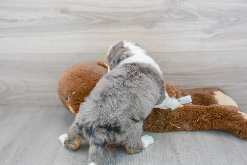 Mini Bernedoodle Pup Being Cute