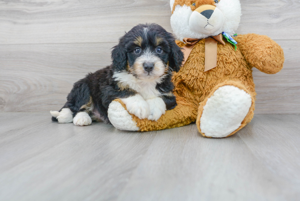 Cute Bernadoodle Poodle Mix Puppy