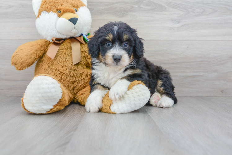Cute Mini Bernedoodle Poodle Mix Pup