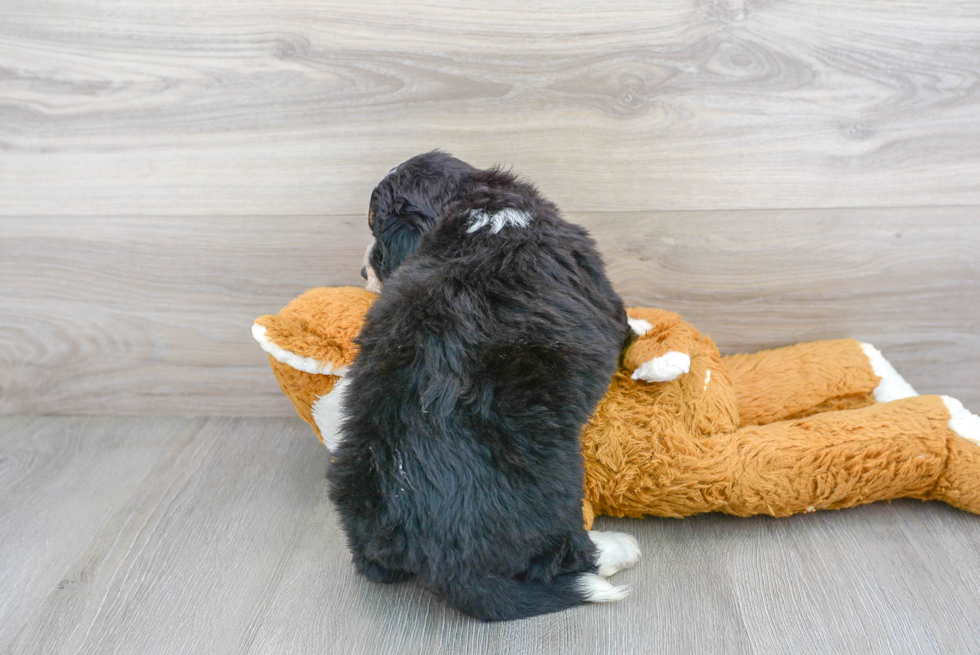 Cute Mini Bernedoodle Poodle Mix Pup