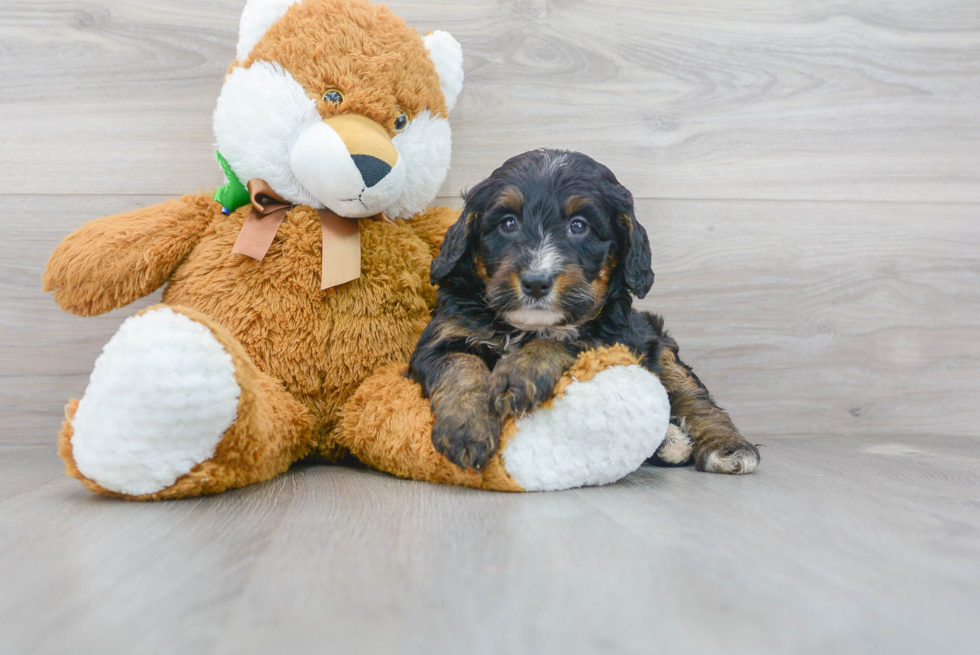 Cute Bernadoodle Poodle Mix Puppy