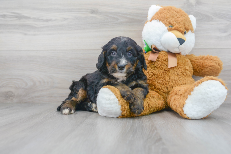Best Mini Bernedoodle Baby