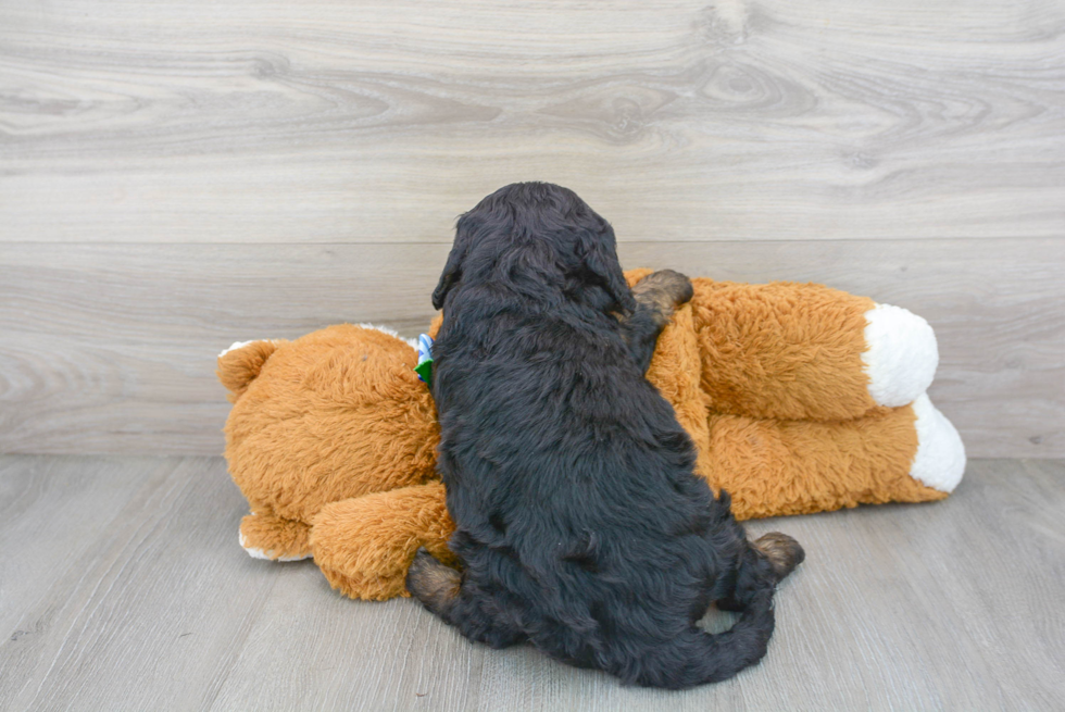 Cute Mini Bernedoodle Poodle Mix Pup