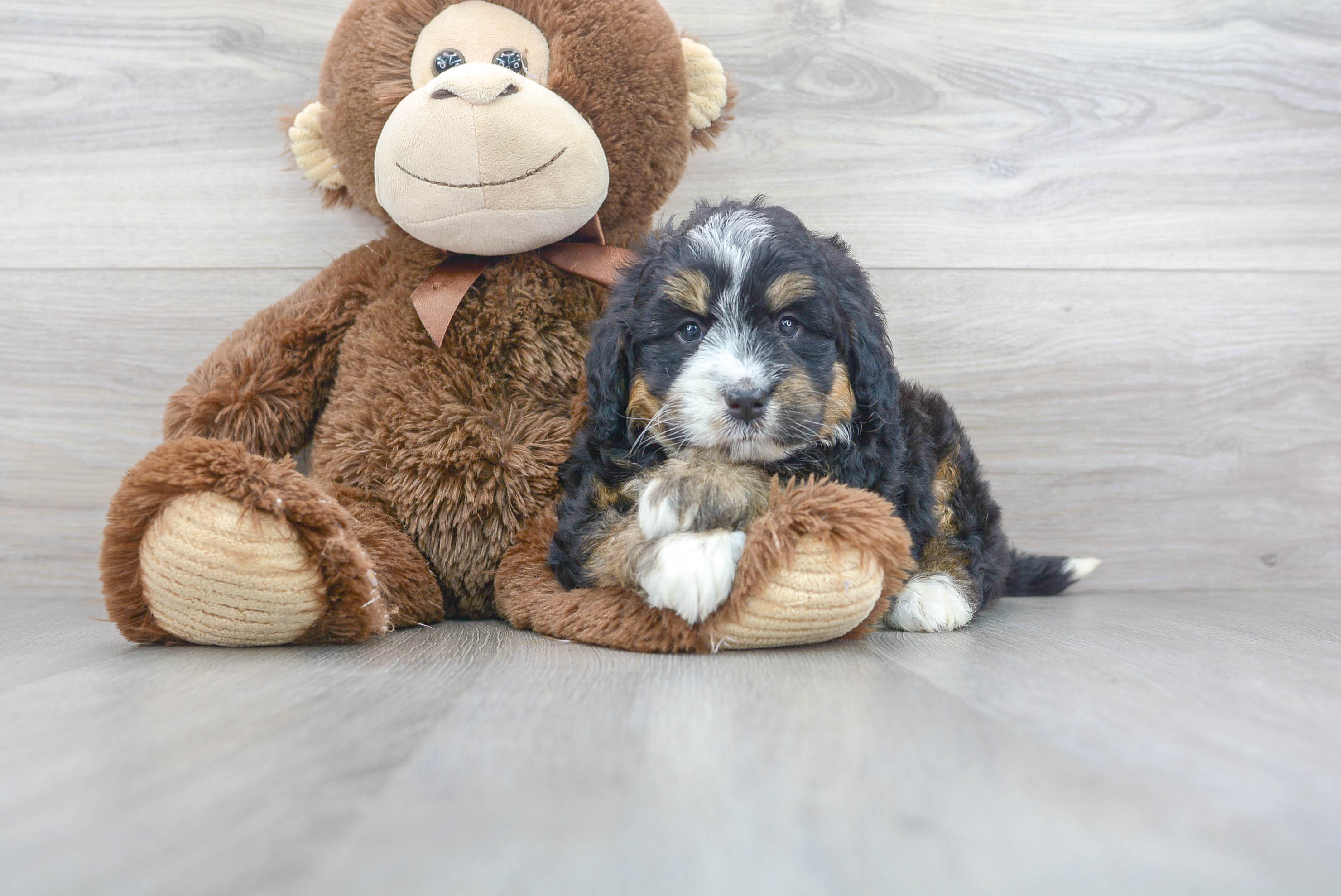 Mini Bernedoodle Pup Being Cute